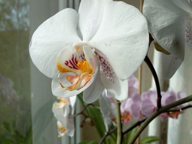 Orchidee 01